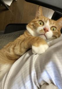 中臣