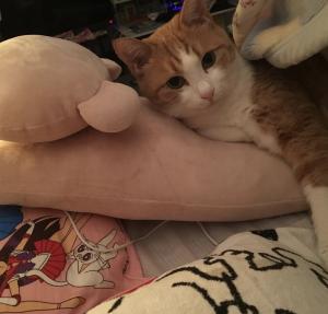 ぬーちゃん
