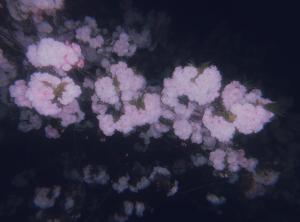 もなかるぴす