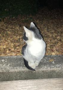 ともーんず