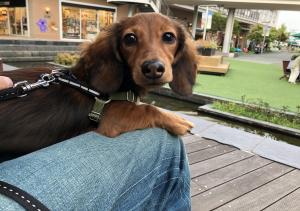 コテコテの小鉄