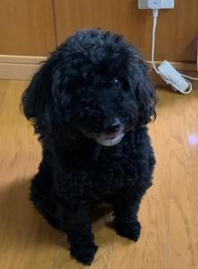 yappy-chang