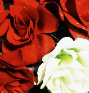 Rosefish