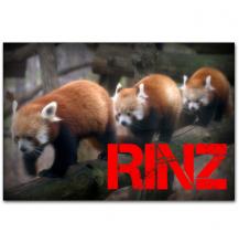 RINZの『ぽんすけ』