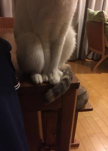 ろんぱっち