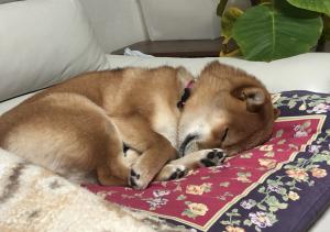 ワッキーノ