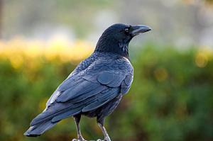 ヨウムインコ