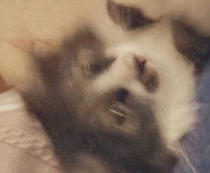 よしの あやか