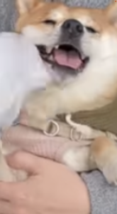 よした