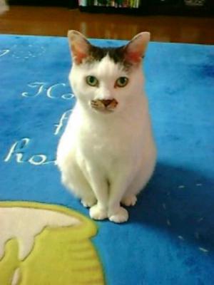 スキャットキャット