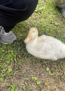 来世はアヒルにでも