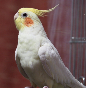 churitos