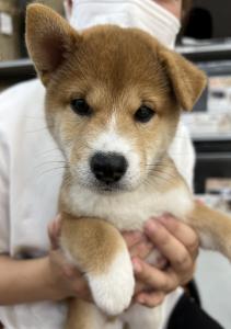 鈴木し