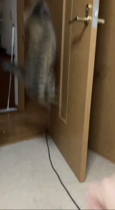 赤髪様
