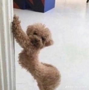 ハンブラビ