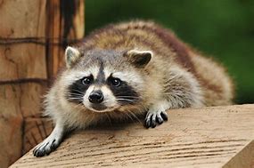 Raccoon2023