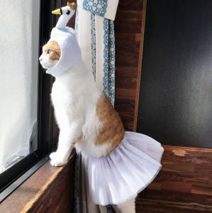 トシキャット