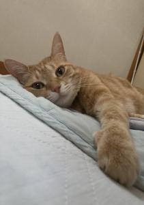 トリプルせぶ