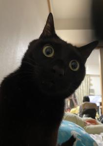 じじくろ