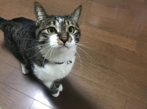 わさびーふ