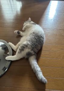 ちぃーさん