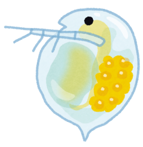 ムカカ