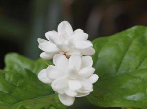 歌うたいの茉莉花