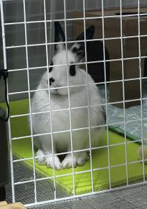 ふぁんうさぎさん