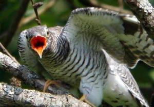 鳥さん