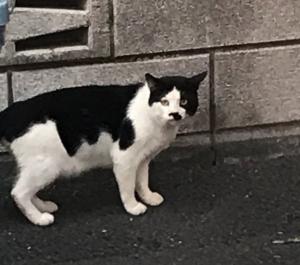 マロラトホテプ