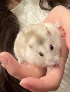 けいピカチュウ
