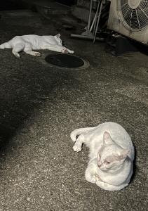 寅松