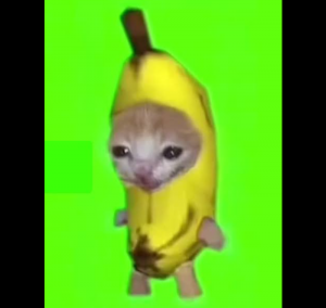 猫 影