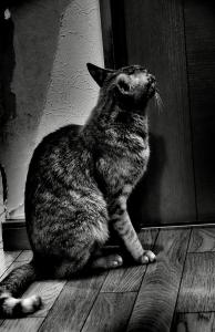 猫弁当マン