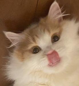 ぺ。