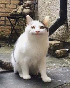 困ったクマ