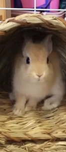 こたつうさき