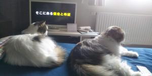 けだまももた