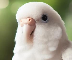 shiroinko