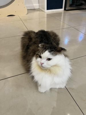 原図ブーる
