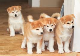 笑う犬