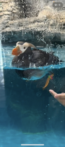 シフロワイヤル