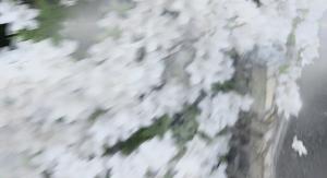 杏夏