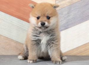 shiba.