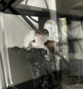 ニシアフ