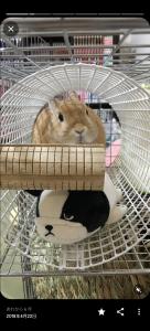 おしょう