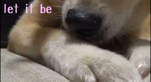 ようyou