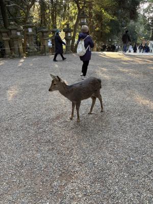 ハッシーーー