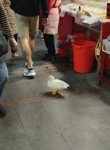 鶩歩