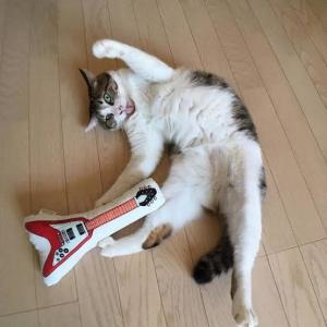 猫汁